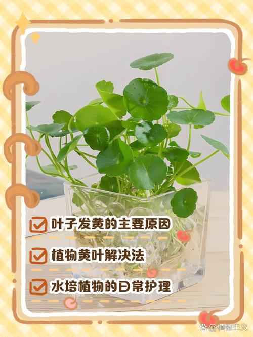 水培植物掉叶子咋办？-第3张图片-吾爱花网