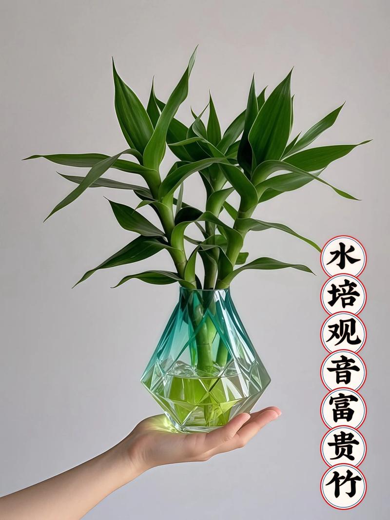 富贵竹水培怎么养才活？-第1张图片-吾爱花网