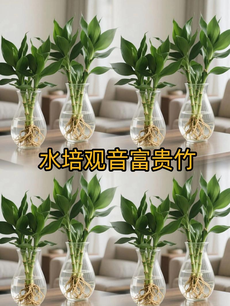 富贵竹水培怎么养才活？-第2张图片-吾爱花网