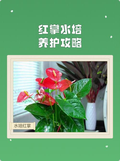 红掌水培能放养鱼水吗-第1张图片-吾爱花网 红掌水培能放养鱼水吗-第1张图片-吾爱花网