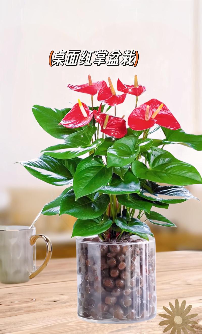 红掌水培能放养鱼水吗-第2张图片-吾爱花网 红掌水培能放养鱼水吗-第2张图片-吾爱花网