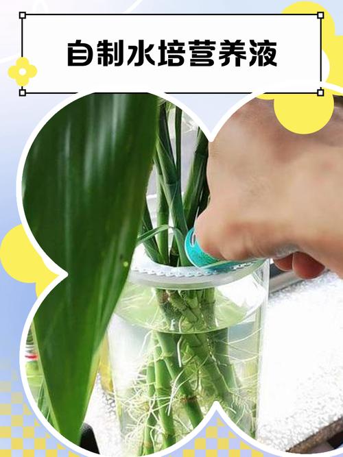 水培营养液如何科学配制？-第1张图片-吾爱花网