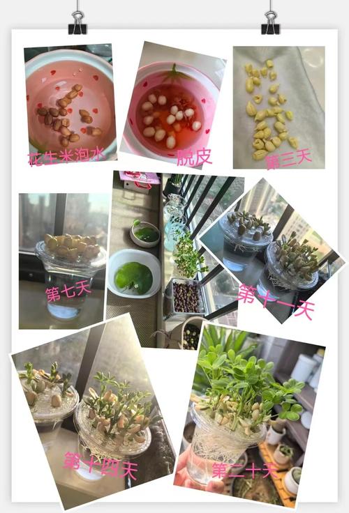 水培营养液如何科学配制？-第2张图片-吾爱花网