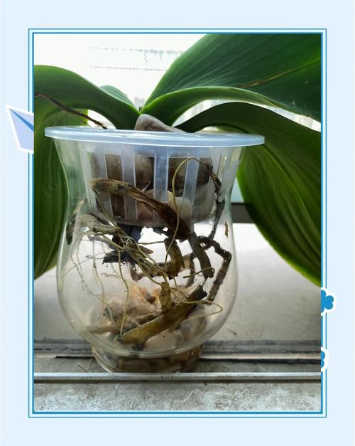 水培兰花水臭了怎么办？-第3张图片-吾爱花网