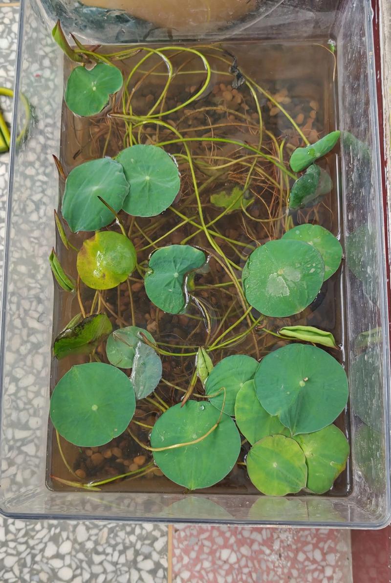 水培莲花多久换一次水合适？-第2张图片-吾爱花网