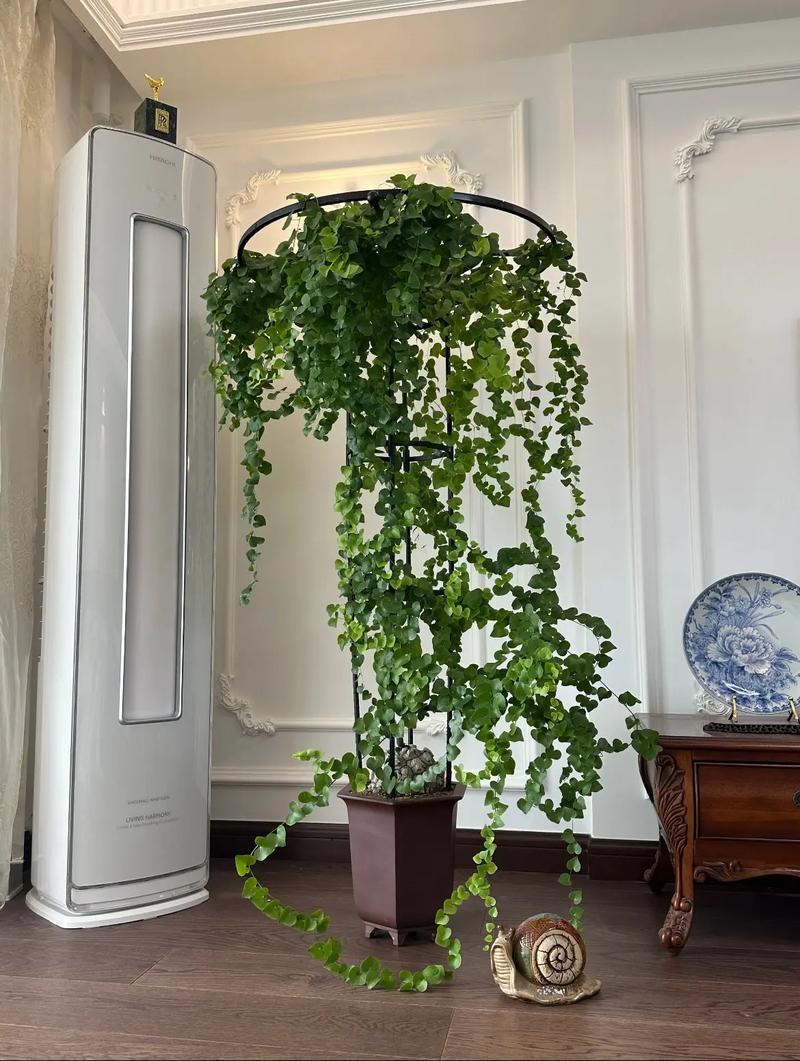 心叶蔓绿绒水培怎么插？步骤技巧有哪些？-第1张图片-吾爱花网