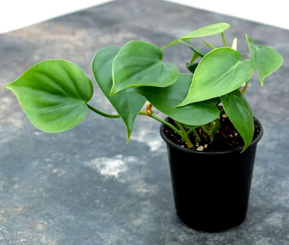 心叶蔓绿绒水培怎么插？步骤技巧有哪些？-第2张图片-吾爱花网