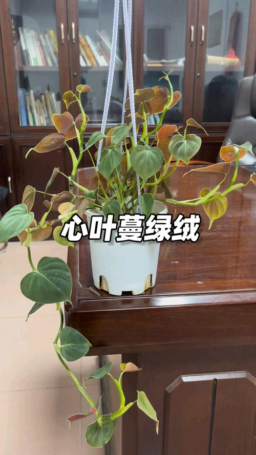 心叶蔓绿绒水培怎么插？步骤技巧有哪些？-第3张图片-吾爱花网