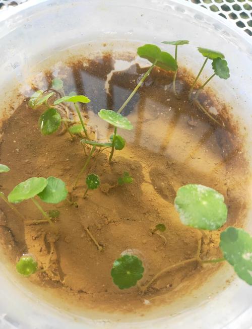 铜钱草水培没根能活么-第1张图片-吾爱花网