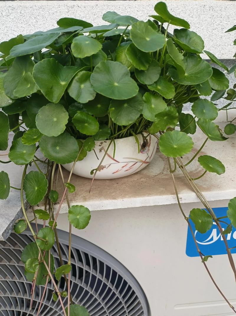 铜钱草水培没根能活么-第3张图片-吾爱花网
