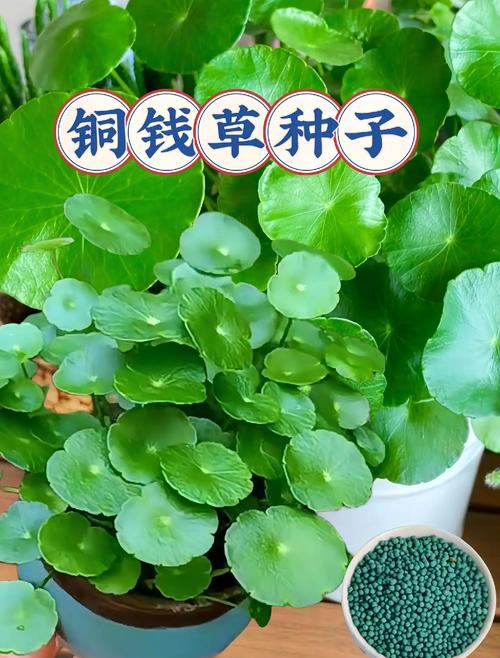 金钱草水培，连根怎么弄？-第3张图片-吾爱花网