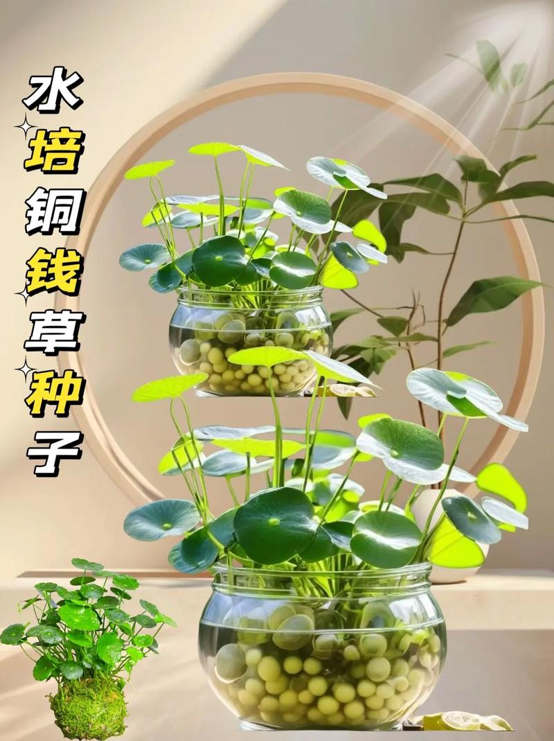 金钱草水培，连根怎么弄？-第2张图片-吾爱花网