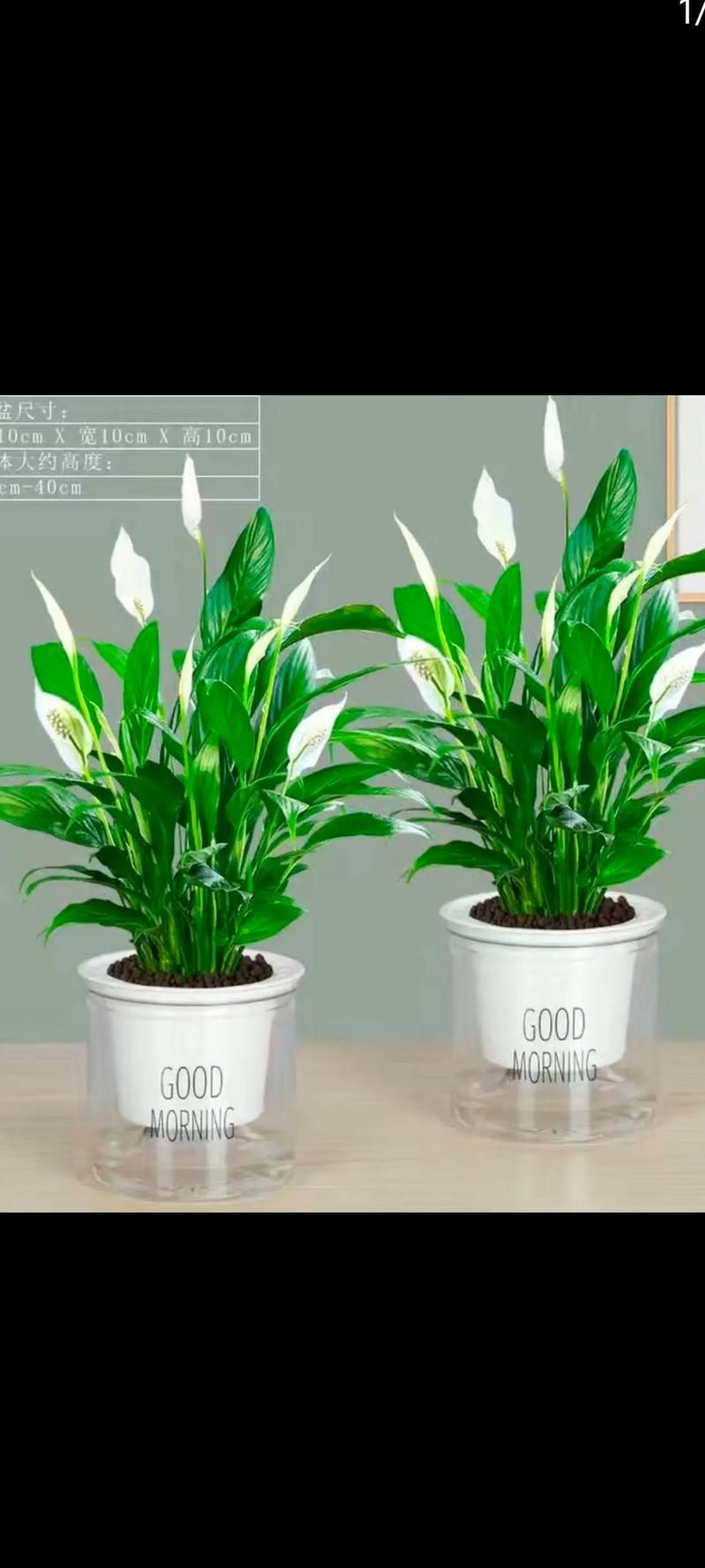 水培一帆风顺图片大全-第1张图片-吾爱花网