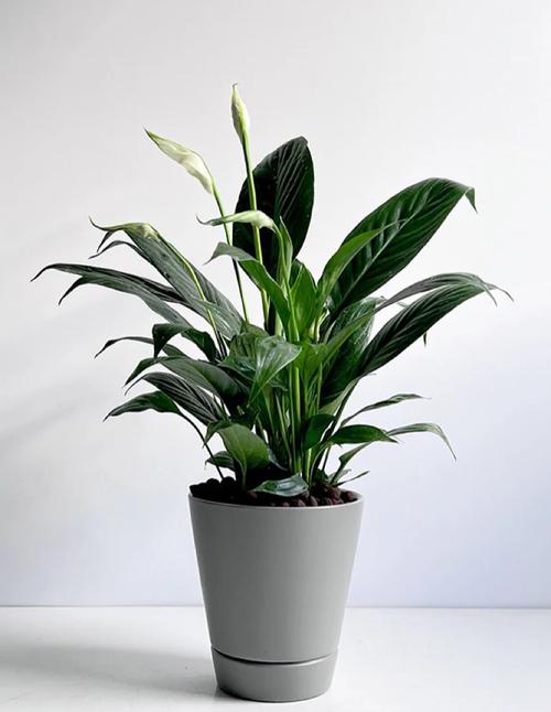 水培一帆风顺图片大全-第3张图片-吾爱花网