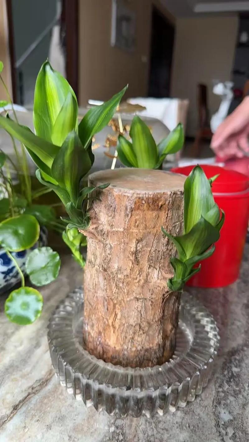 水培巴西木需晒太阳吗？-第2张图片-吾爱花网