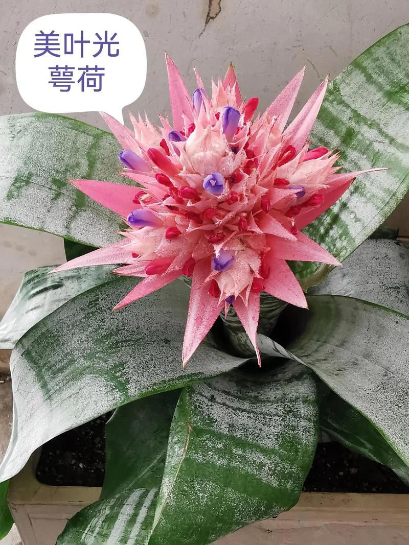 美叶光萼荷能水培吗？-第1张图片-吾爱花网