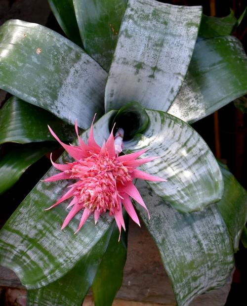 美叶光萼荷能水培吗？-第2张图片-吾爱花网