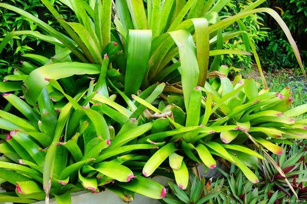 美叶光萼荷能水培吗？-第3张图片-吾爱花网