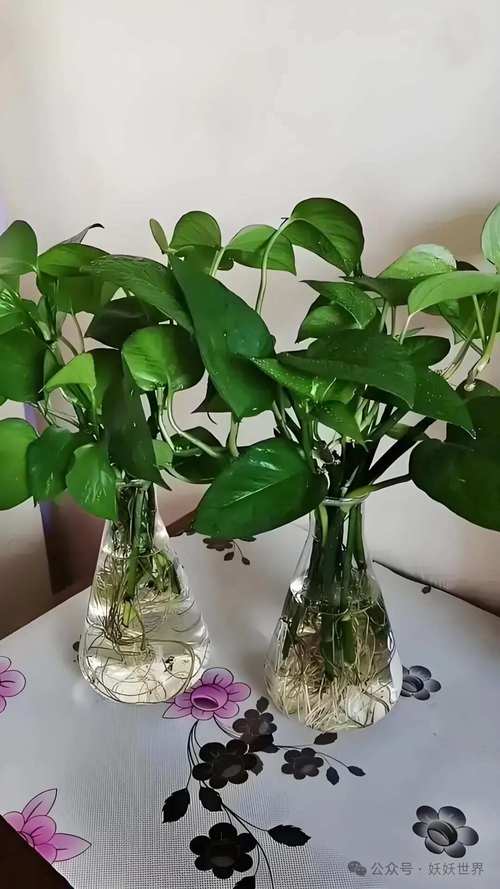 家里水培的花有哪些？附图片参考。-第2张图片-吾爱花网