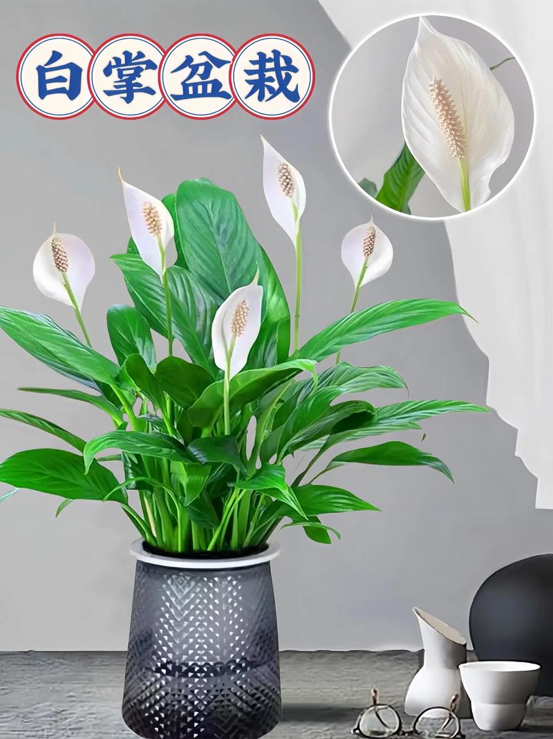 刚买的白掌水培怎么养才好?-第1张图片-吾爱花网 刚买的白掌水培怎么养才好?-第1张图片-吾爱花网