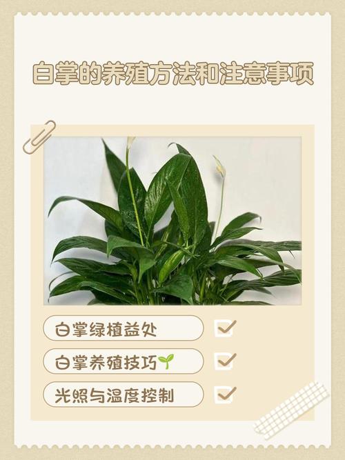 刚买的白掌水培怎么养才好?-第2张图片-吾爱花网 刚买的白掌水培怎么养才好?-第2张图片-吾爱花网