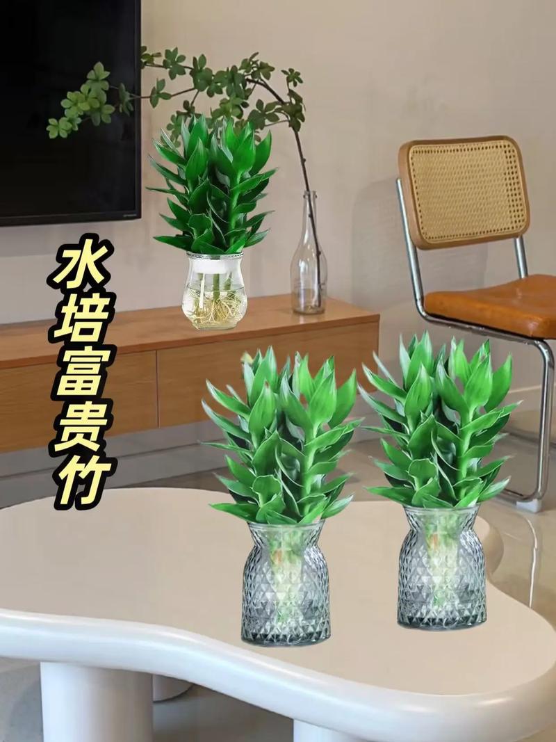 富贵竹冬天水培能活吗?-第2张图片-吾爱花网 富贵竹冬天水培能活吗?-第2张图片-吾爱花网