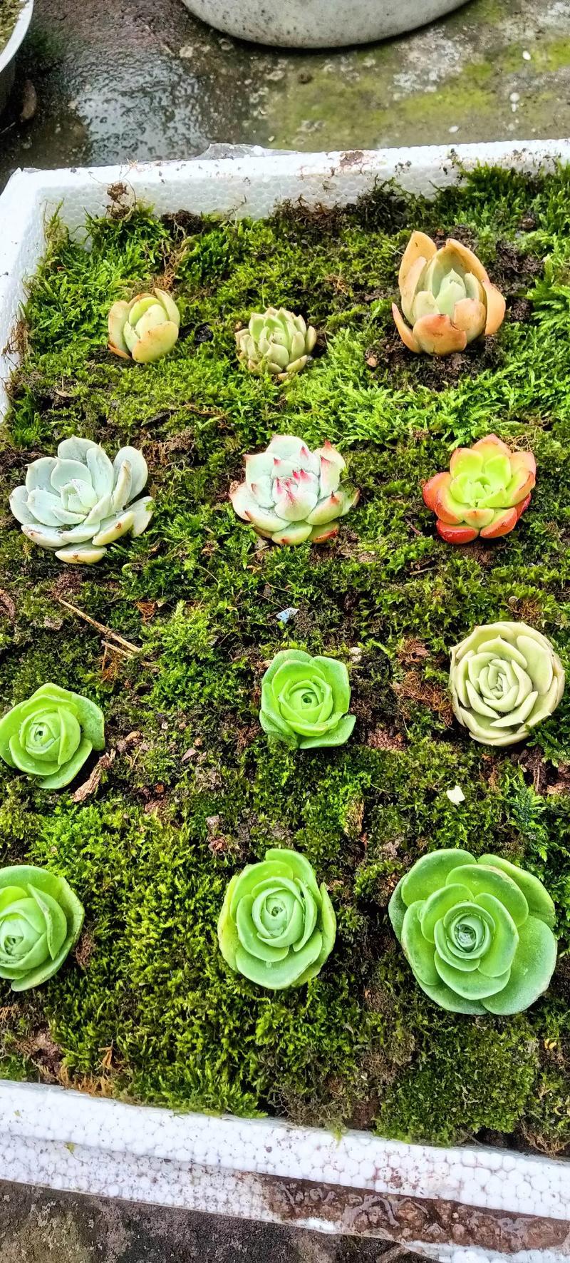 玫瑰芦荟多肉怎么养殖-第1张图片-吾爱花网 玫瑰芦荟多肉怎么养殖-第1张图片-吾爱花网