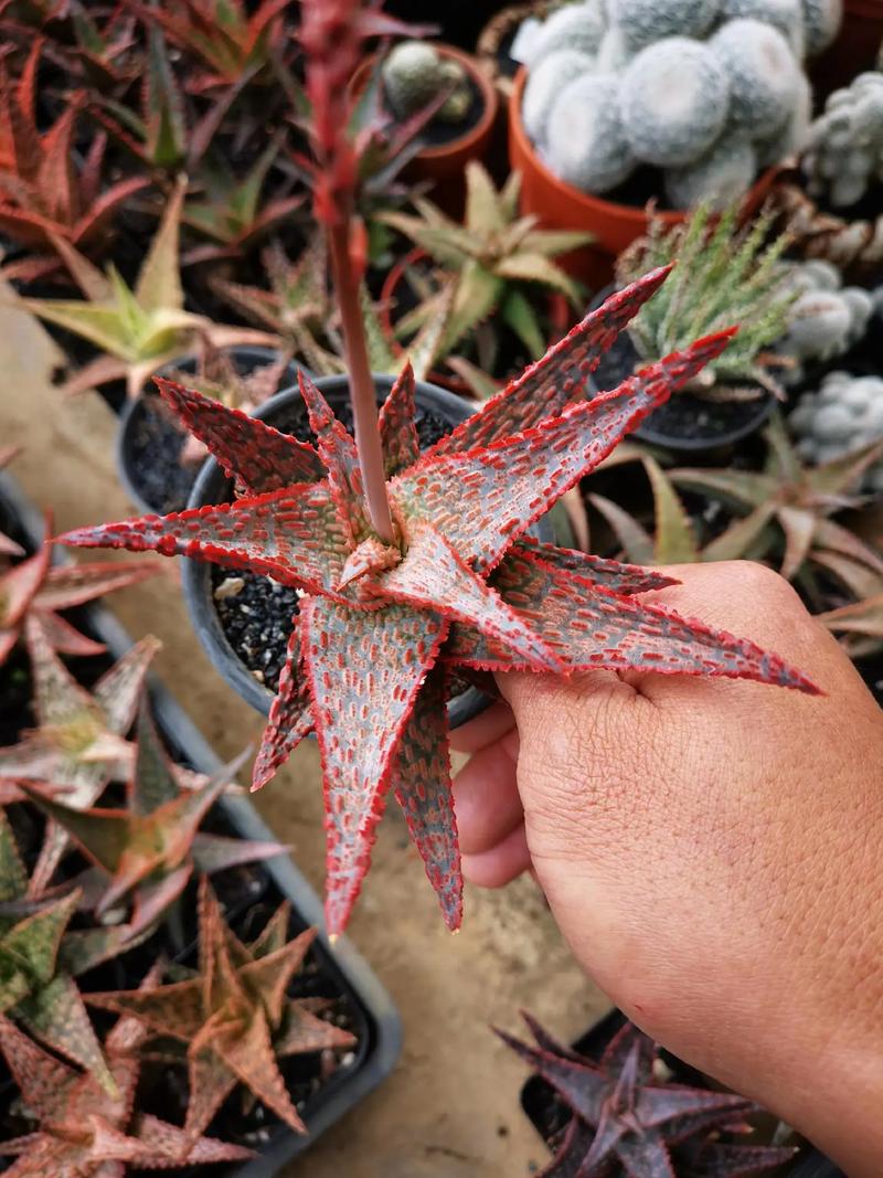 玫瑰芦荟多肉怎么养殖-第2张图片-吾爱花网