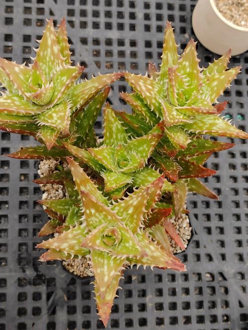 玫瑰芦荟多肉怎么养殖-第3张图片-吾爱花网