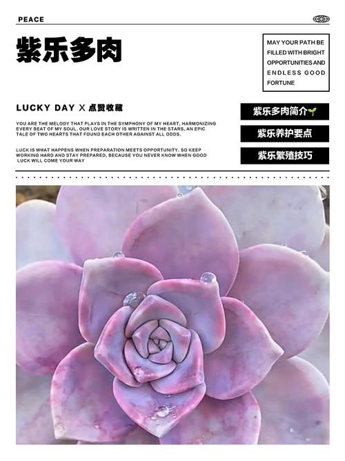 紫色多肉有哪些品种？-第1张图片-吾爱花网