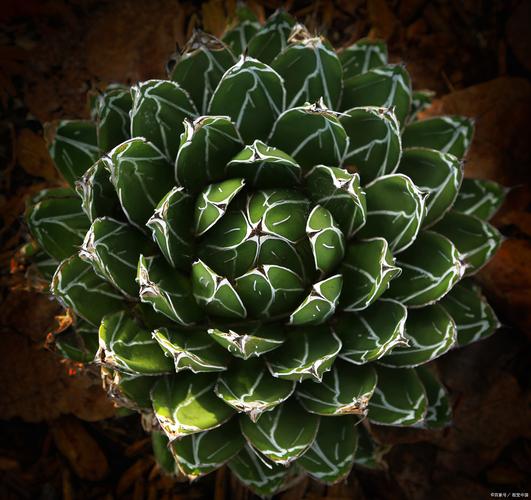 紫色多肉有哪些品种？-第2张图片-吾爱花网