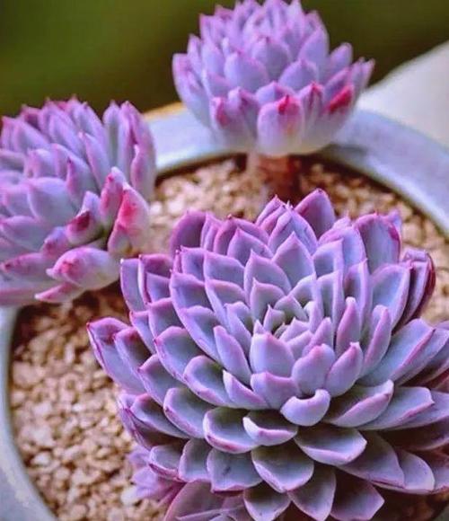 紫色多肉有哪些品种？-第3张图片-吾爱花网