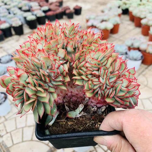 月光女神开花长啥样？-第1张图片-吾爱花网