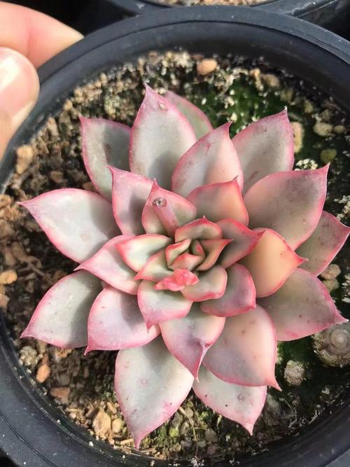 月光女神开花长啥样？-第2张图片-吾爱花网