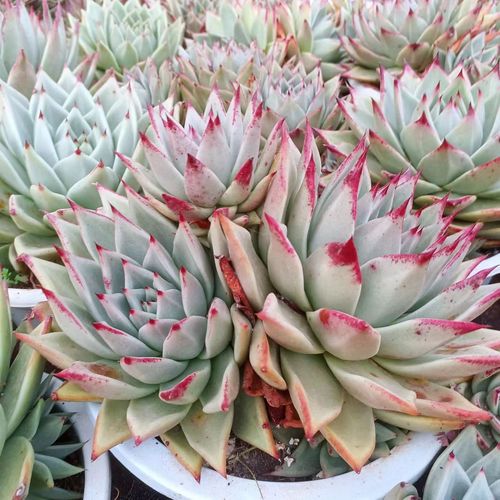 多肉口红怎么养才出状态？-第3张图片-吾爱花网