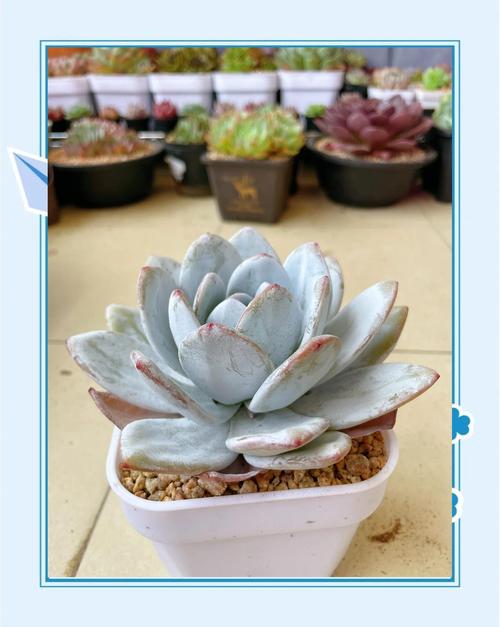 雪莲授粉步骤有哪些?-第1张图片-吾爱花网 雪莲授粉步骤有哪些?-第1张图片-吾爱花网