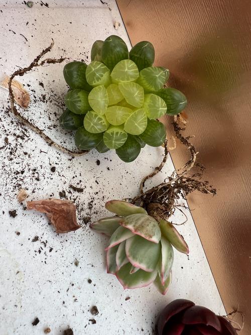 雪莲授粉步骤有哪些?-第3张图片-吾爱花网 雪莲授粉步骤有哪些?-第3张图片-吾爱花网