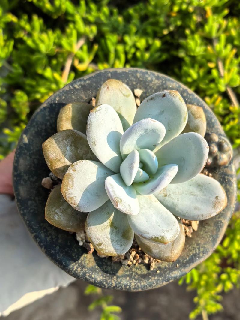 雪莲授粉步骤有哪些?-第2张图片-吾爱花网 雪莲授粉步骤有哪些?-第2张图片-吾爱花网