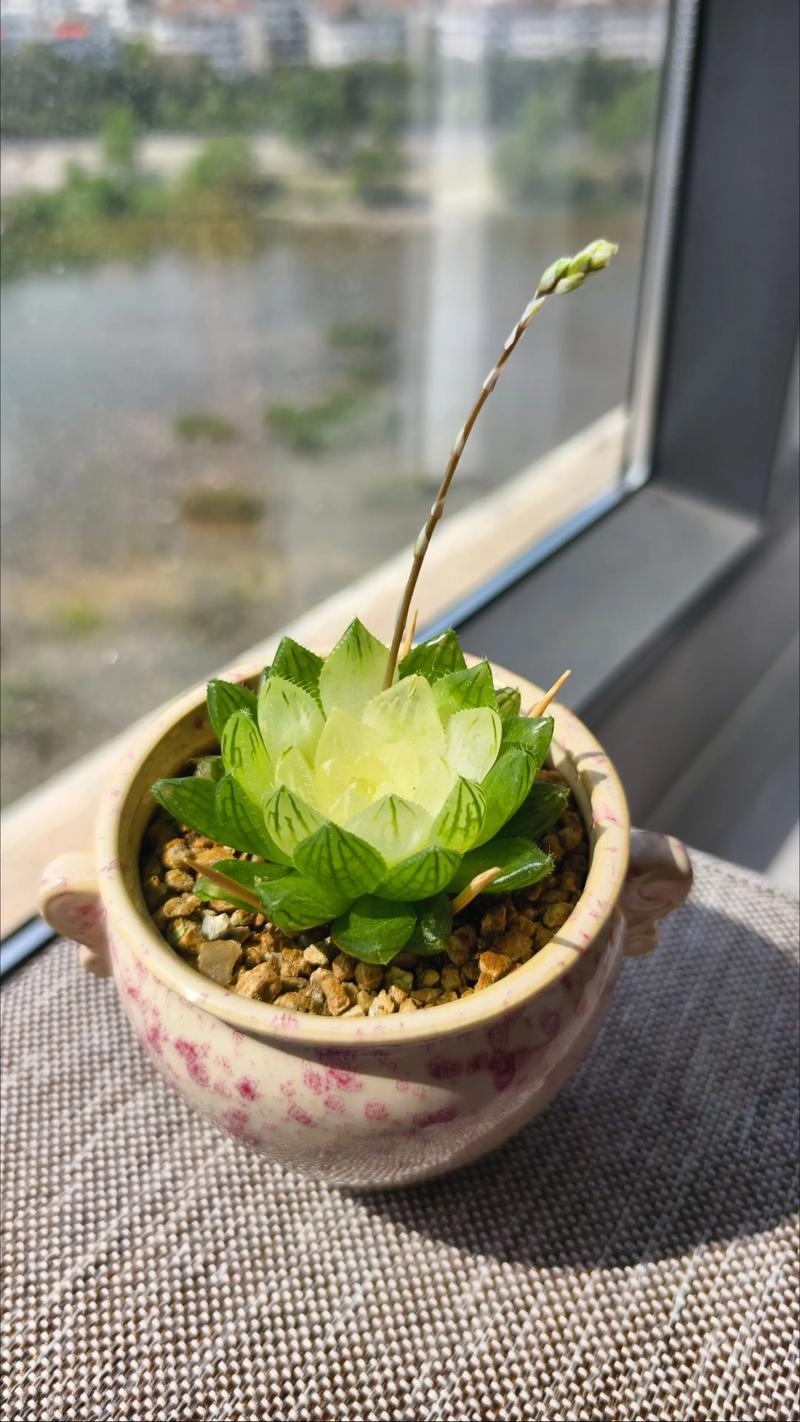 100种多肉开花图片,有哪些惊艳品种?-第1张图片-吾爱花网 100种多肉开花图片,有哪些惊艳品种?-第1张图片-吾爱花网