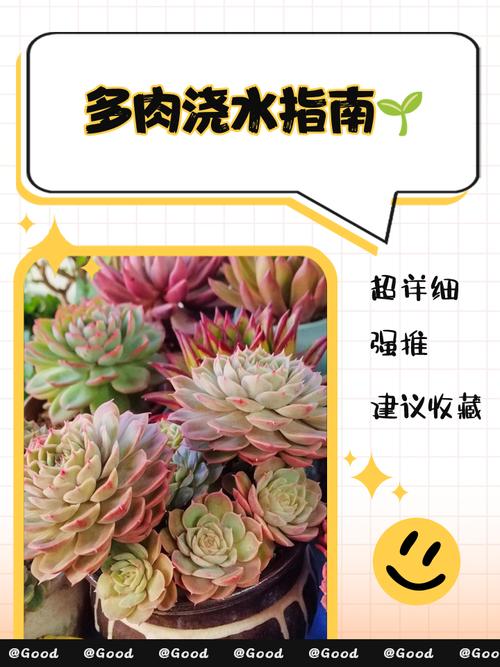 多肉种下几天能浇水?-第2张图片-吾爱花网 多肉种下几天能浇水?-第2张图片-吾爱花网