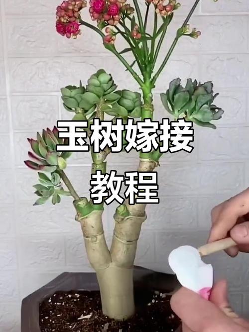 多肉嫁接怎么操作？图文详解步骤技巧-第2张图片-吾爱花网