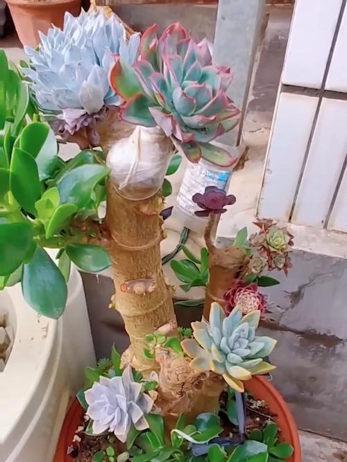 多肉嫁接怎么操作？图文详解步骤技巧-第3张图片-吾爱花网