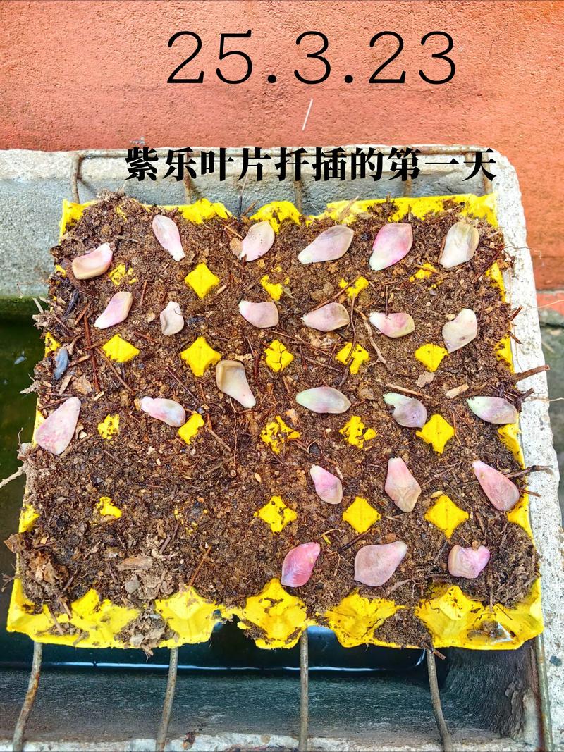 多肉小苗扦插后几天浇水合适?-第1张图片-吾爱花网 多肉小苗扦插后几天浇水合适?-第1张图片-吾爱花网