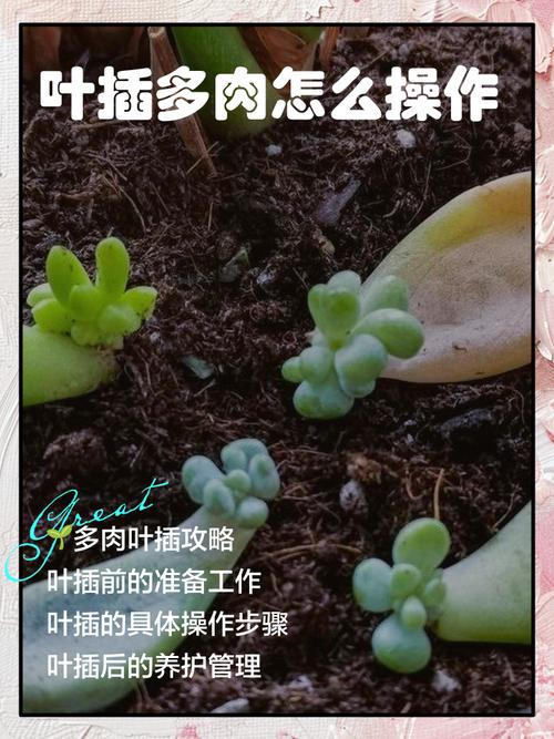 多肉小苗扦插后几天浇水合适?-第2张图片-吾爱花网 多肉小苗扦插后几天浇水合适?-第2张图片-吾爱花网