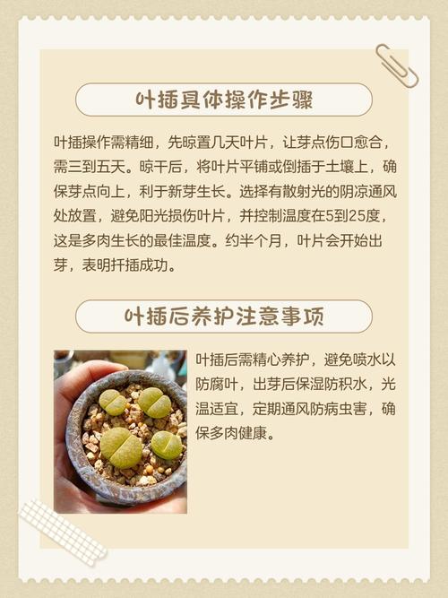 多肉叶插后如何浇水才不死？-第3张图片-吾爱花网