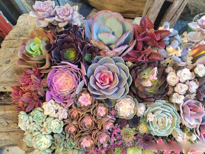 露头地多肉如何安全过冬？-第3张图片-吾爱花网