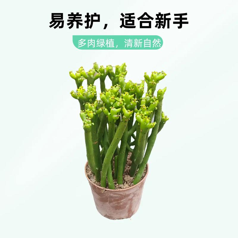 珊瑚多肉干瘪怎么办？-第2张图片-吾爱花网