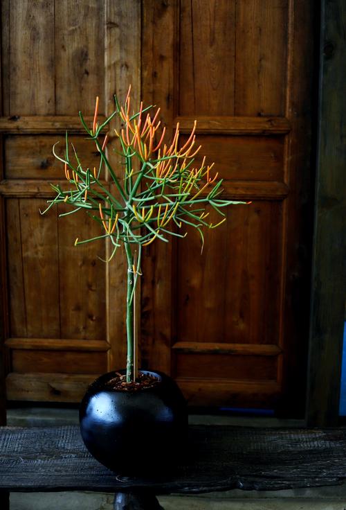 珊瑚多肉干瘪怎么办？-第1张图片-吾爱花网