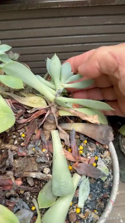 多肉叶子软瘪脱落怎么办？-第2张图片-吾爱花网