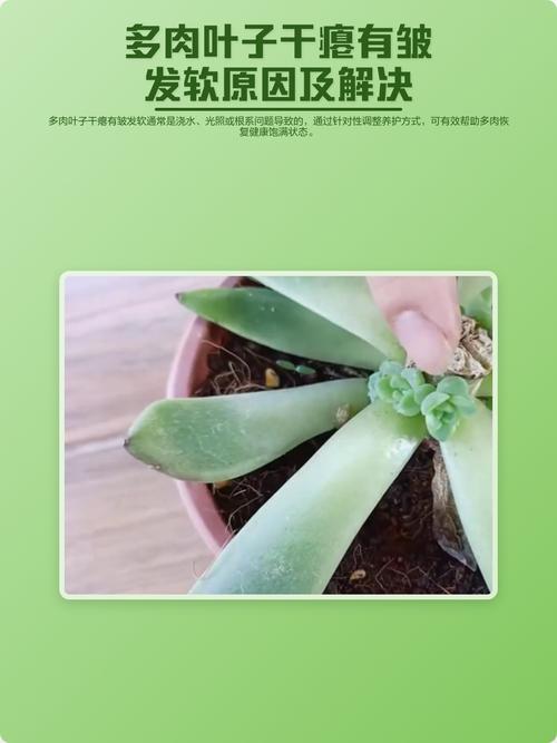 多肉叶子软瘪脱落怎么办？-第3张图片-吾爱花网